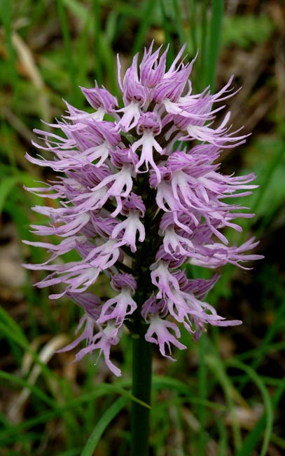 Acheter du sildigra