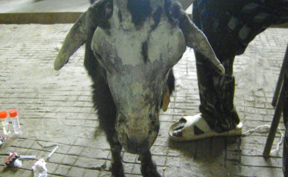 Mectizan où acheter