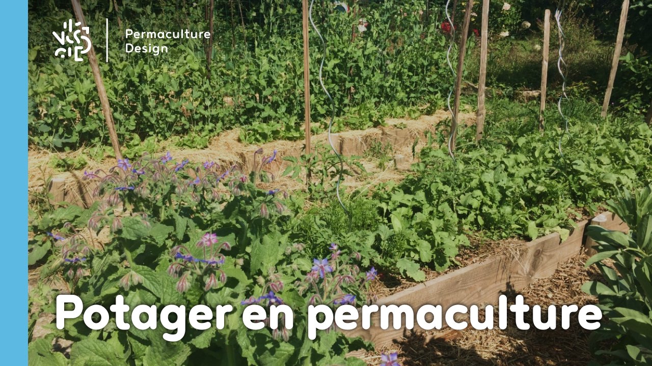 Penegra 75mg
