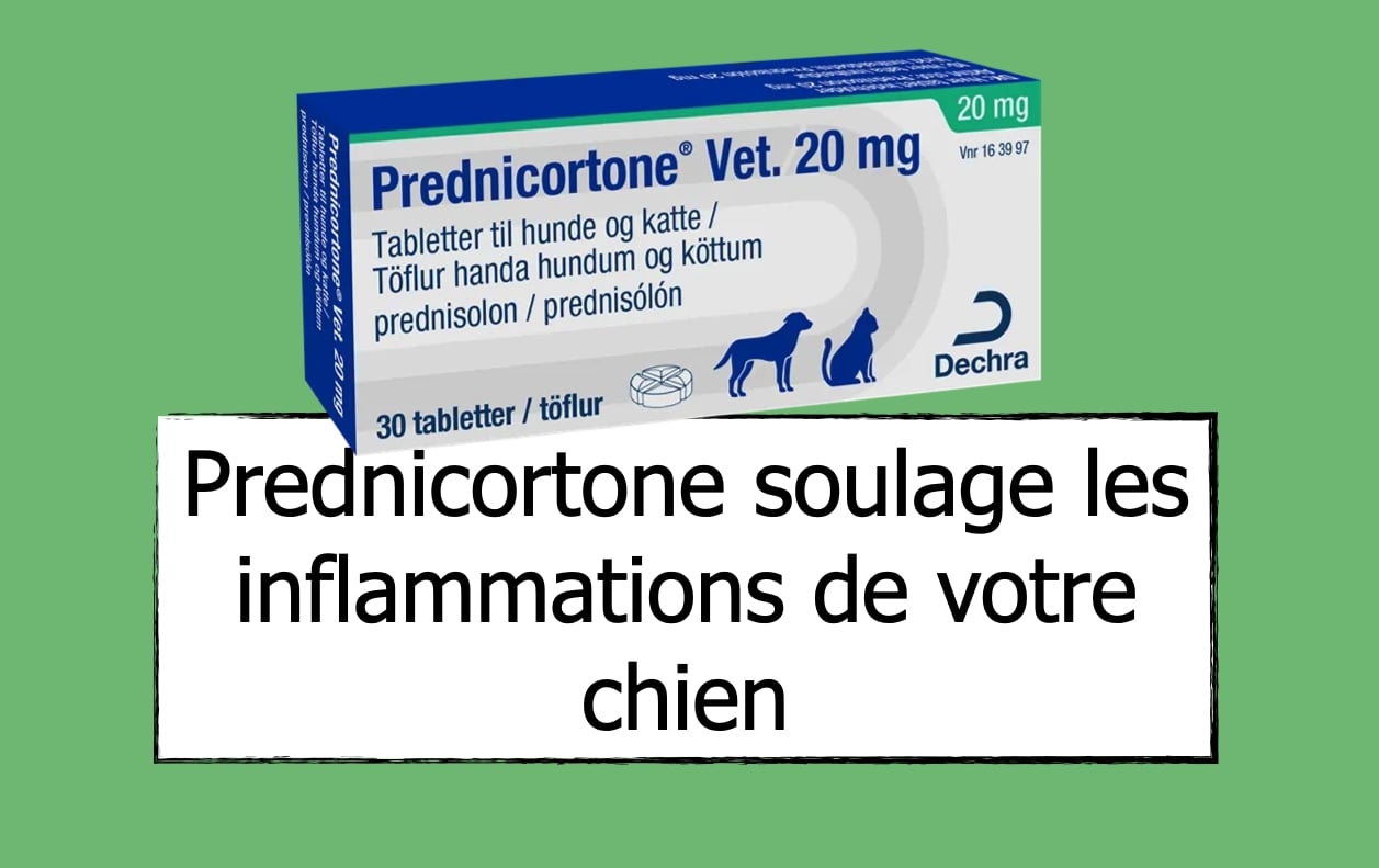 Prednisolone Avec Ou Sans Ordonnance