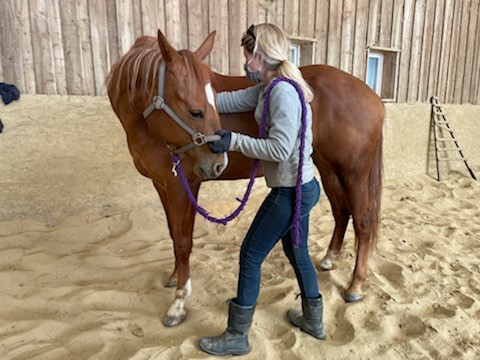 Ivermectine Cheval Prix