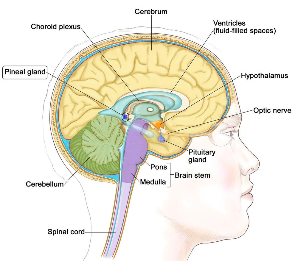 Acheter de limovane