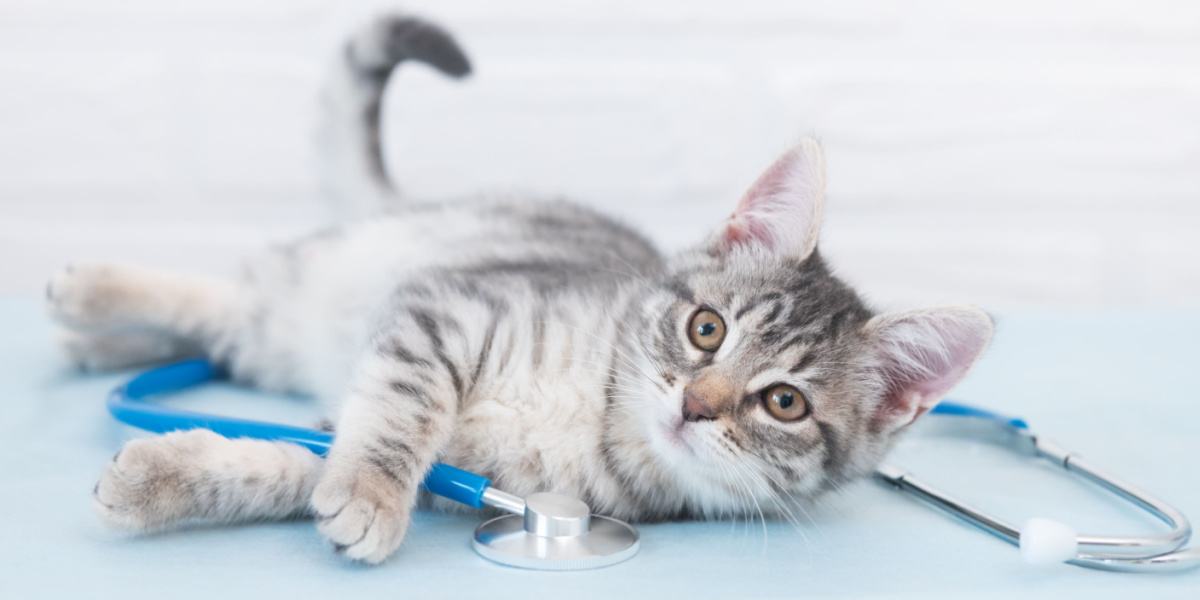 Acheter Amoxicilline Pour Chat