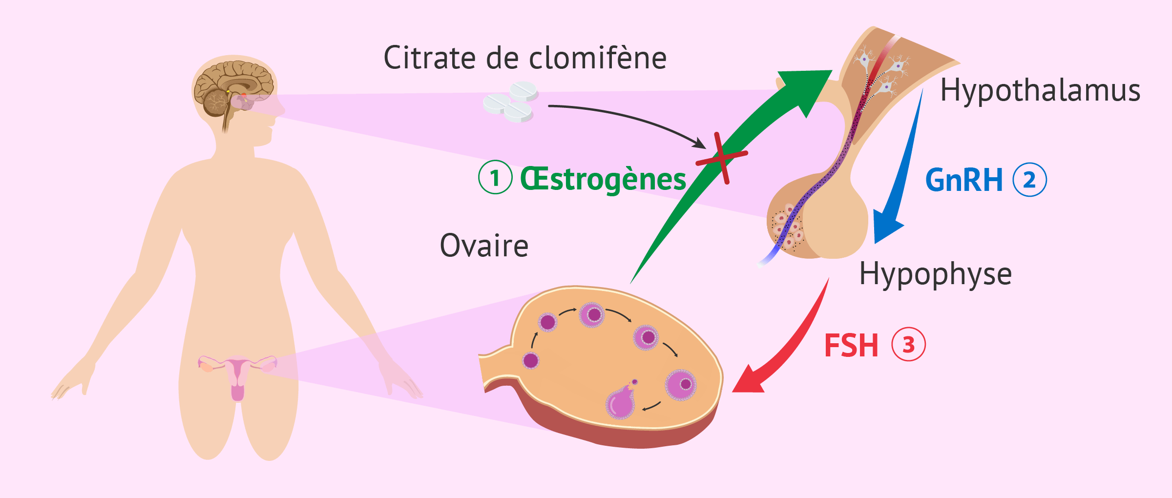 Clomiphène 100mg