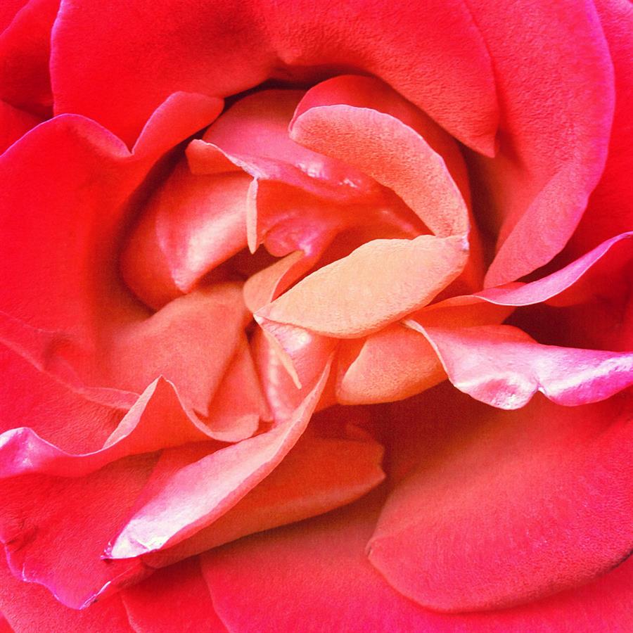 Comment Acheter Du Premarin