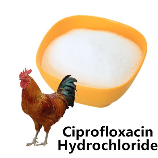 Coût du ciplox