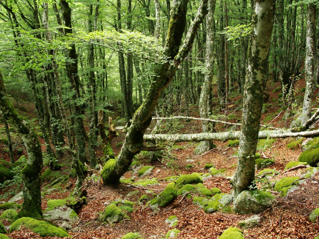 Coût eriacta