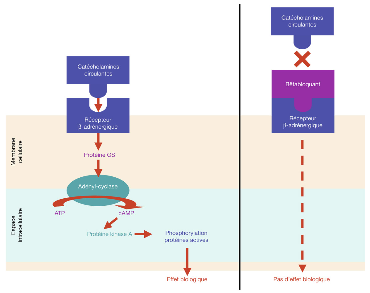 Propranolol 40 Mg Generique