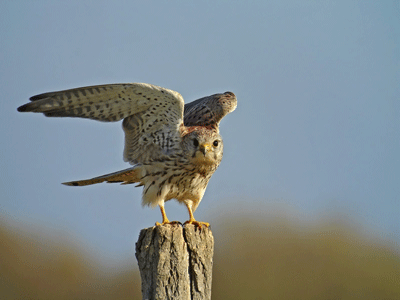 Ivermectine oiseaux achat