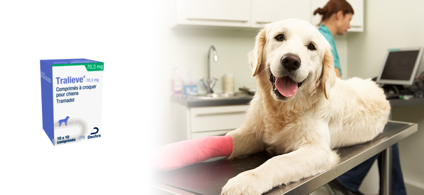Acheter Prednisolone 20 Mg Pour Chien