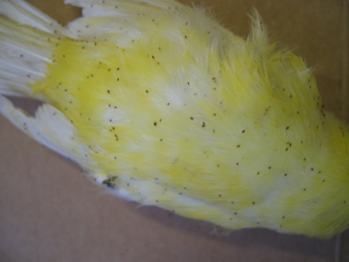 Ivermectine oiseaux achat