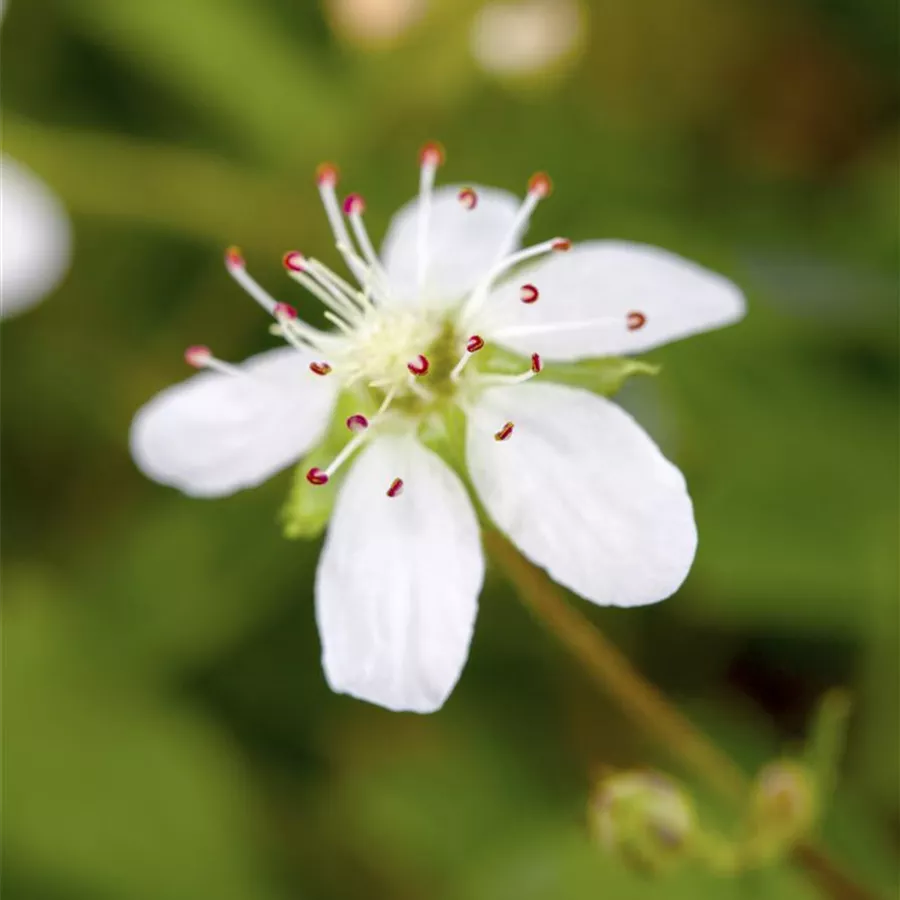 nucynta pilule