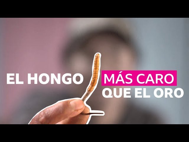 viagra de lhimalaya prix